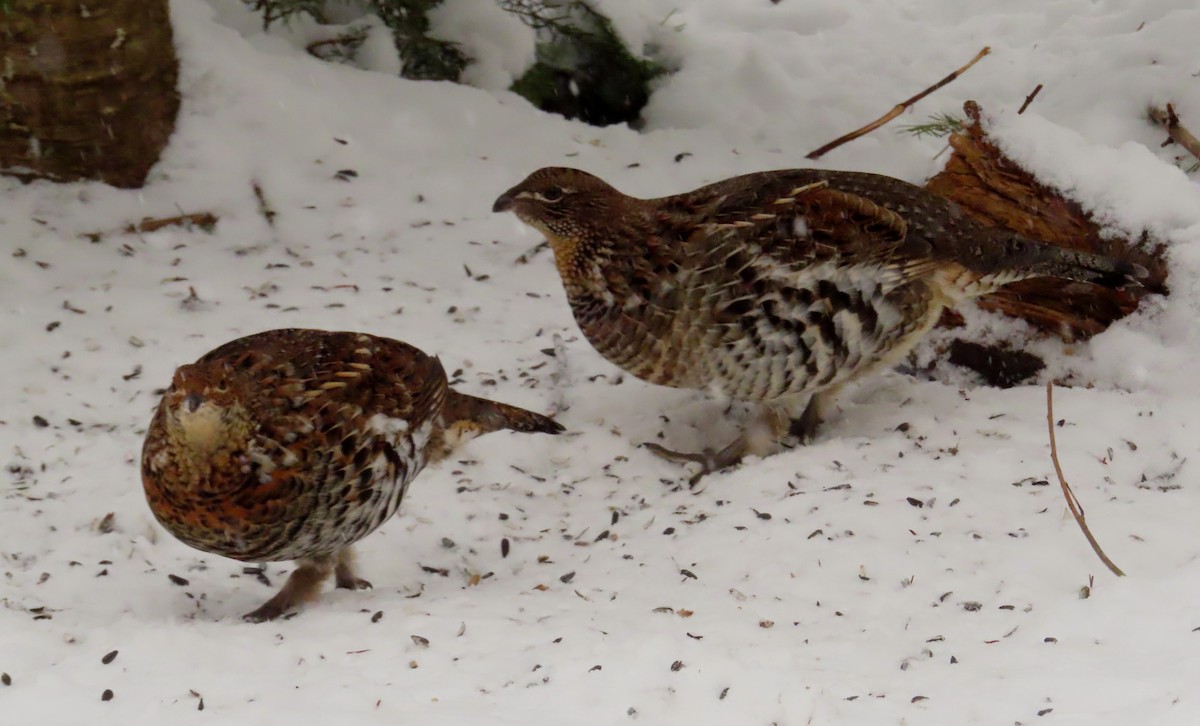 kragejerpe - ML646397978