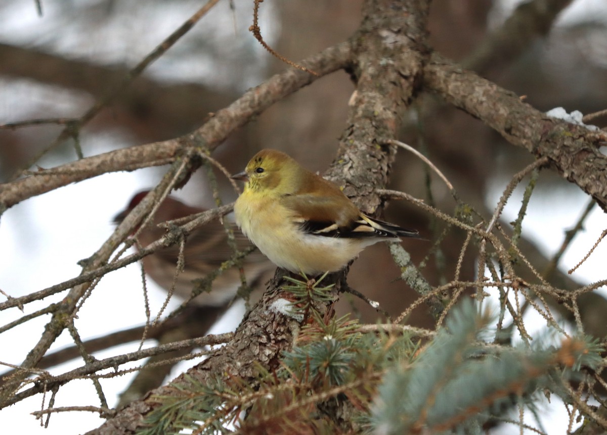 American Goldfinch - ML646397979