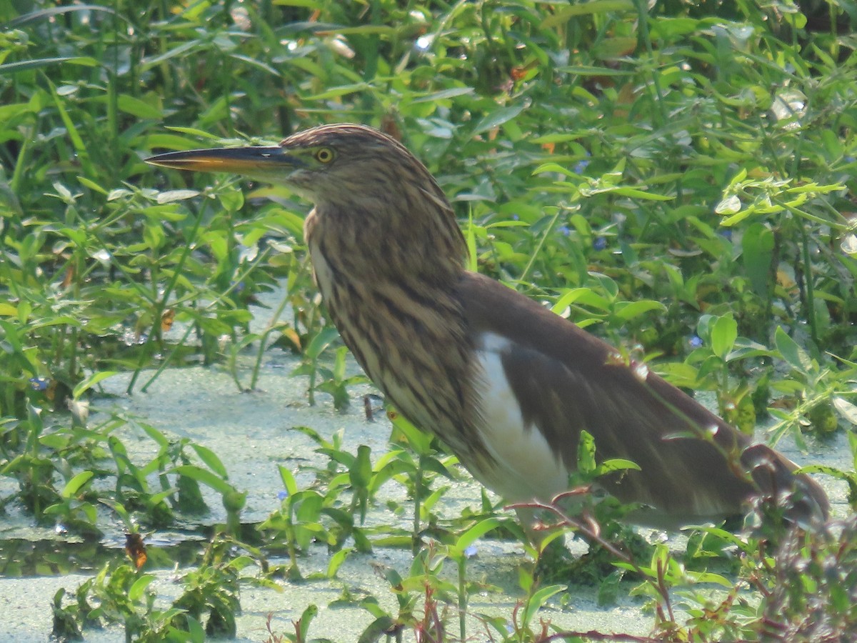 Garcilla India - ML646397980