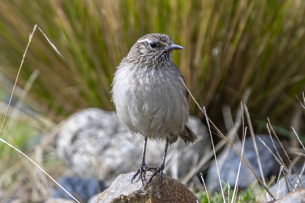 Synallaxe terrestre - ML646397981