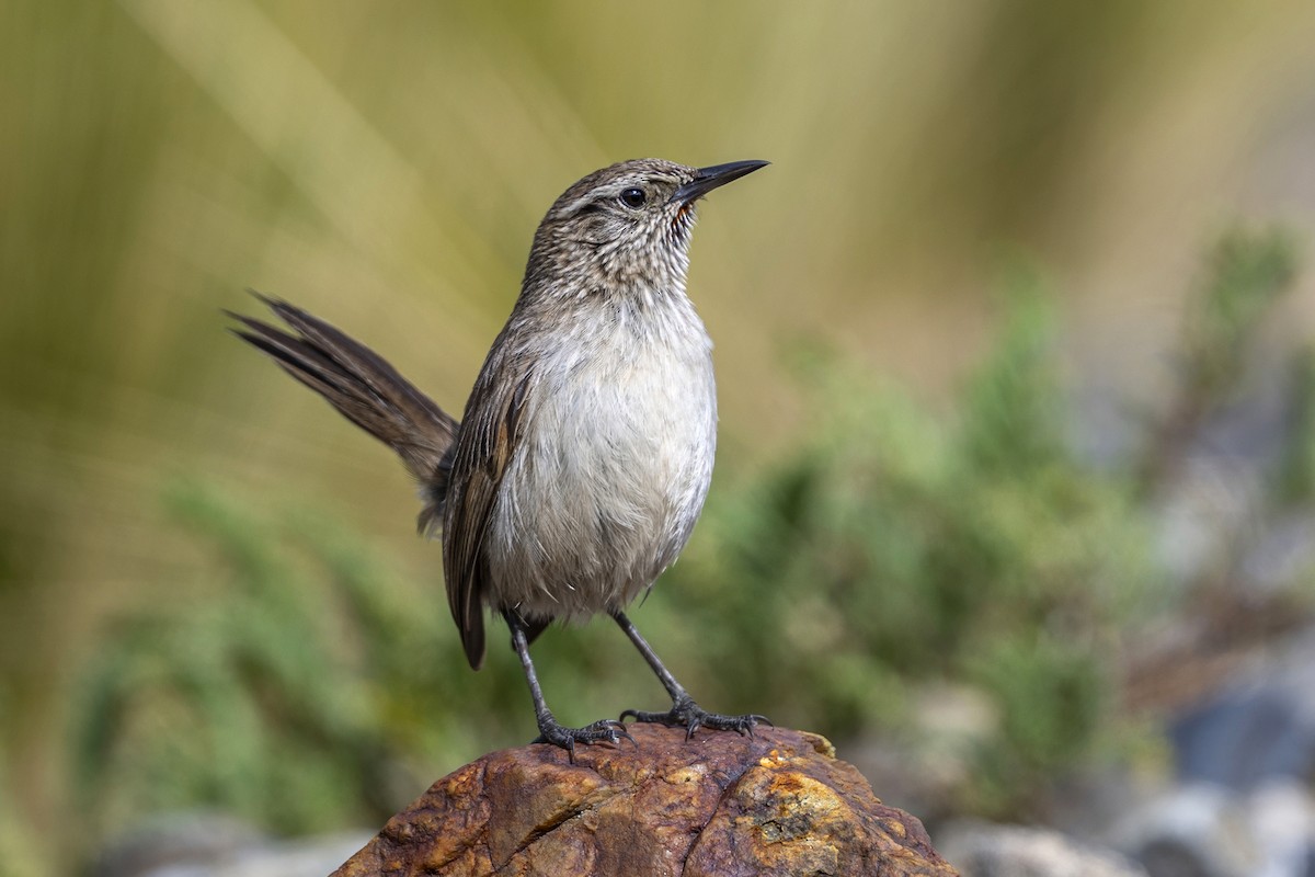 Synallaxe terrestre - ML646397982