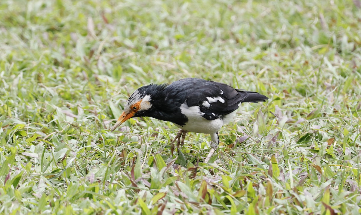 Siamese Pied Starling - ML646397984