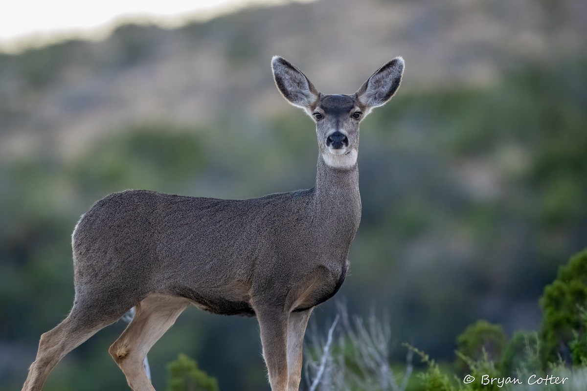 Mule Deer - ML646397985