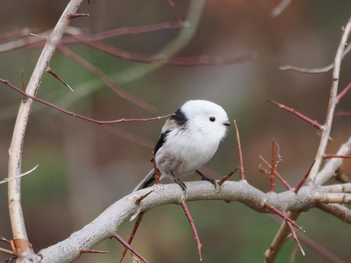 Long-tailed Tit (caudatus) - ML646397986