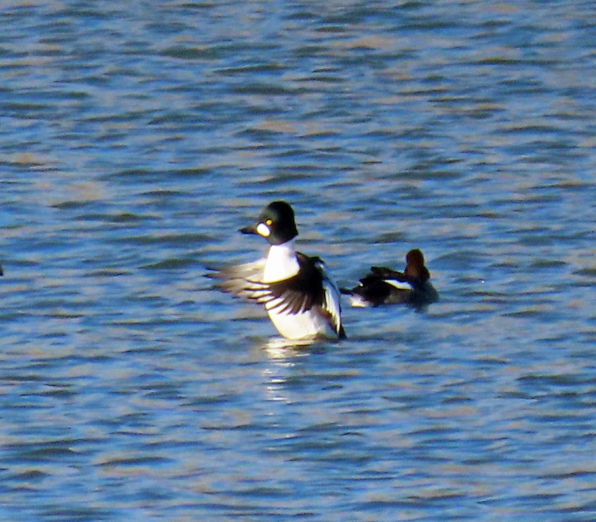 Common Goldeneye - ML646397987