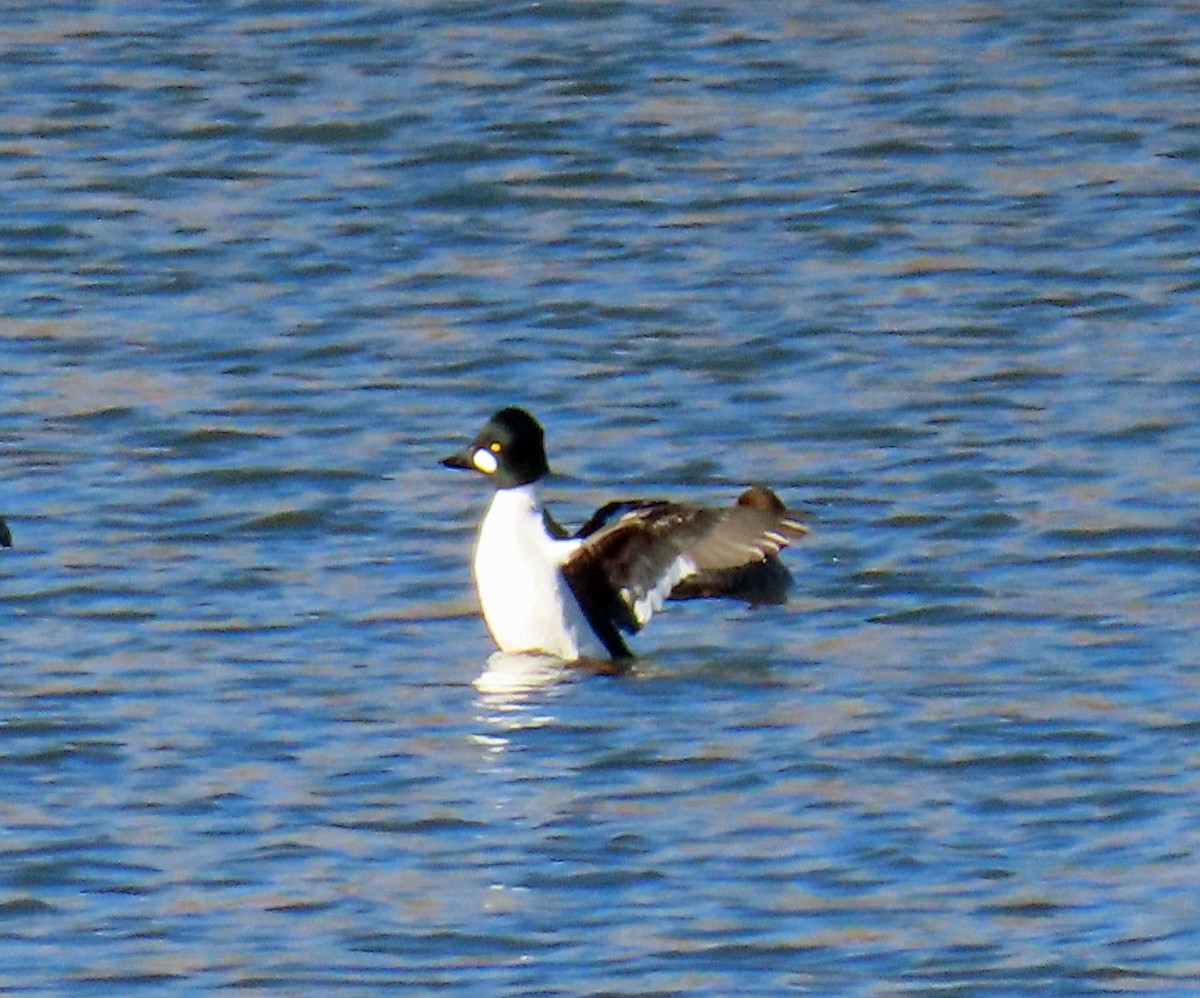 Common Goldeneye - ML646397988
