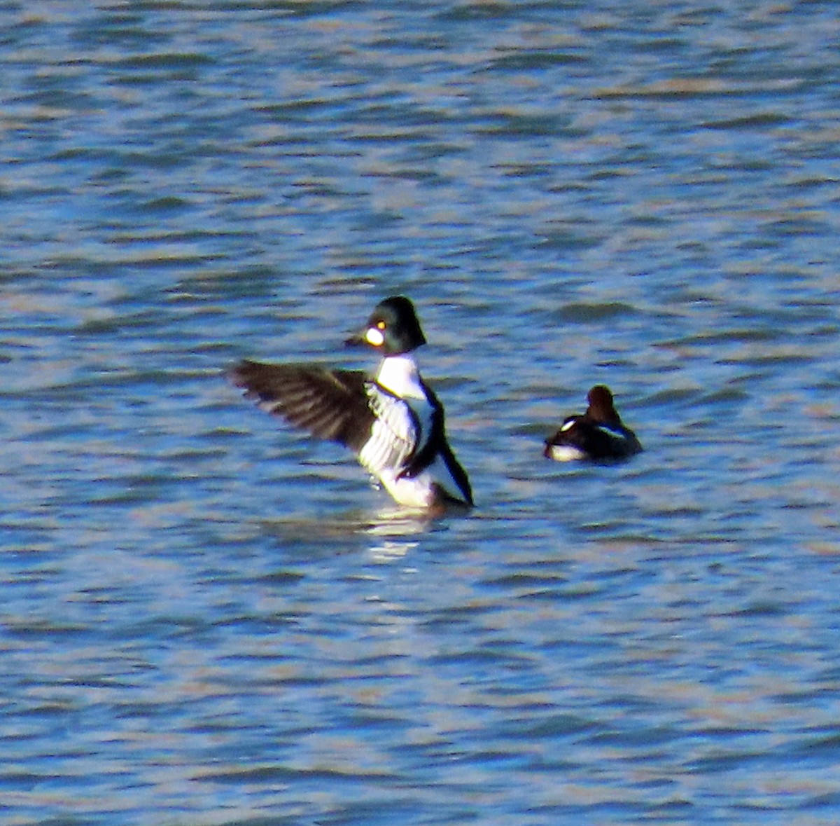 Common Goldeneye - ML646397989