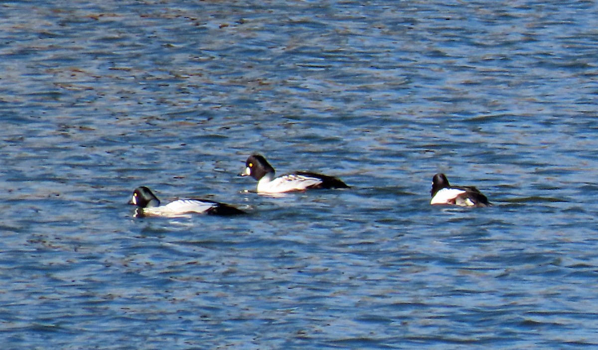 Common Goldeneye - ML646397990