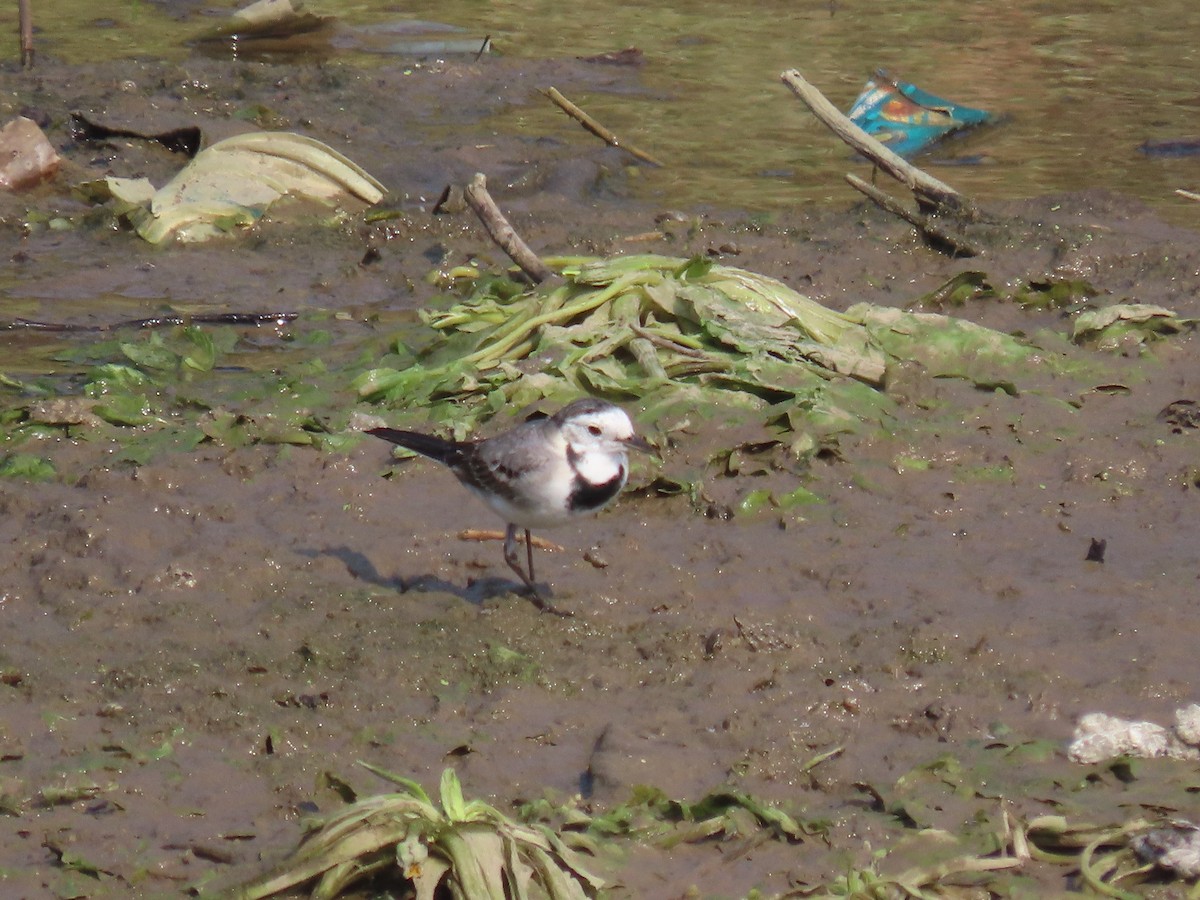 konipas bílý - ML646397991