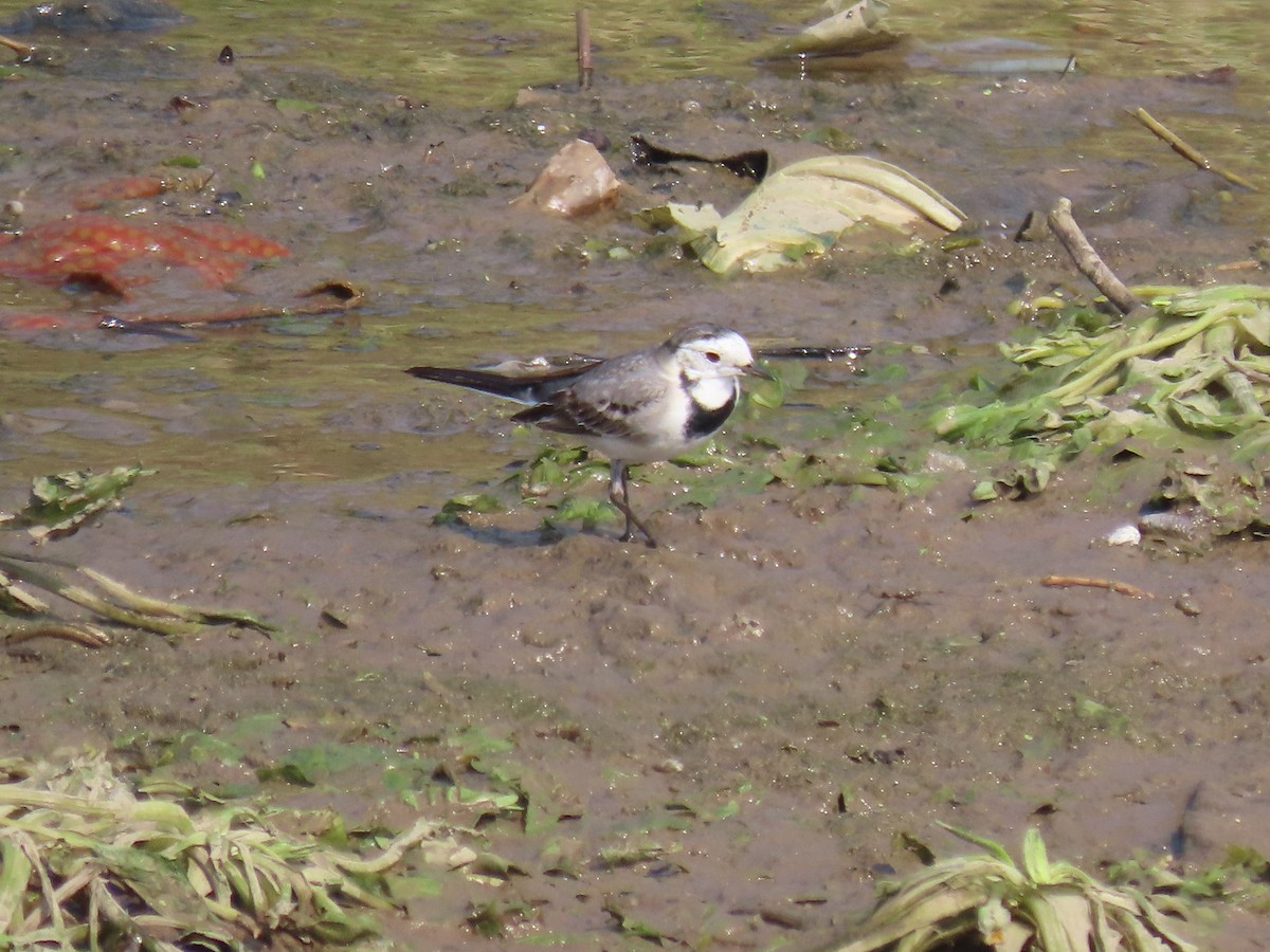 konipas bílý - ML646397992