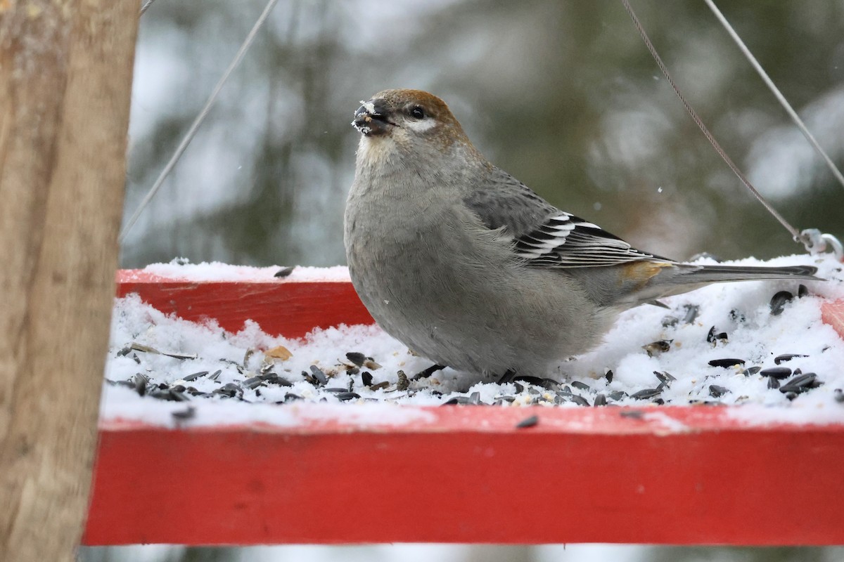 ギンザンマシコ - ML646397993