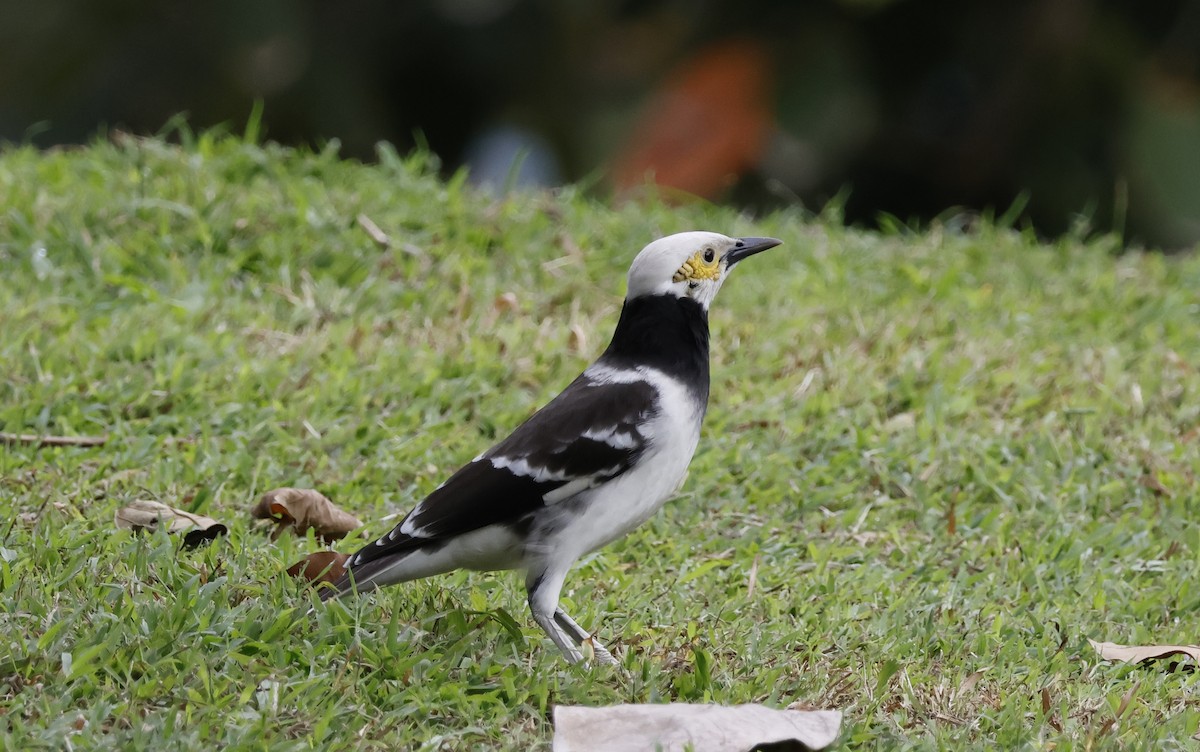 Black-collared Starling - ML646397994