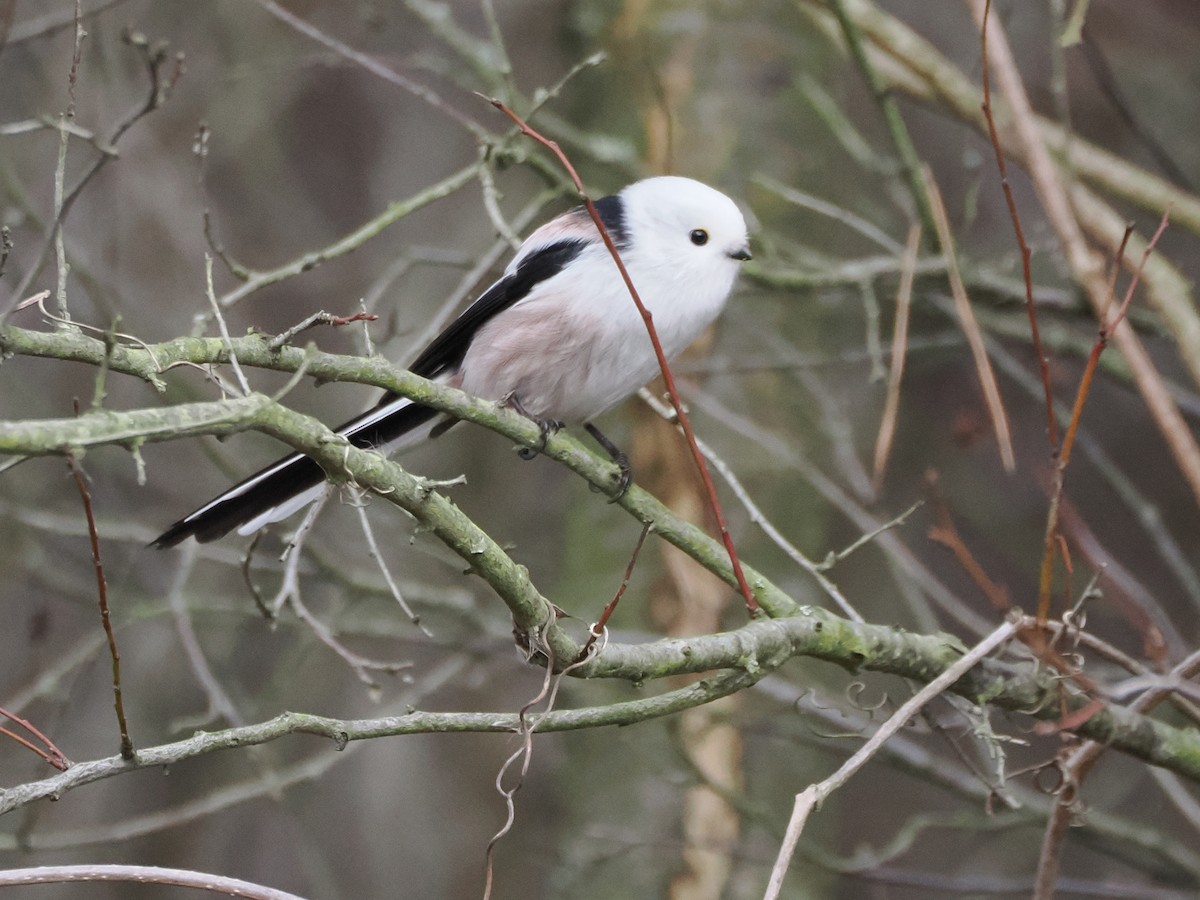 Long-tailed Tit (caudatus) - ML646397995