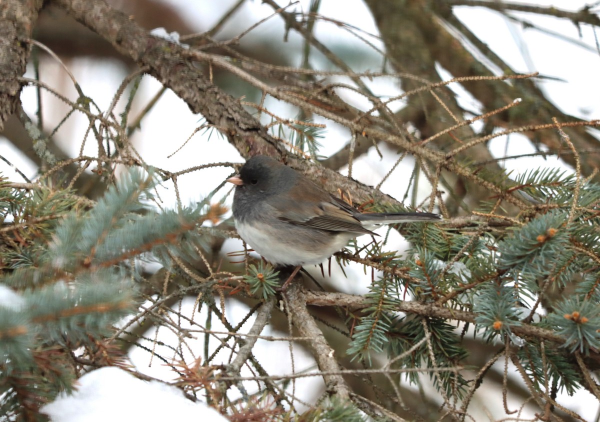 Dark-eyed Junco - ML646397997