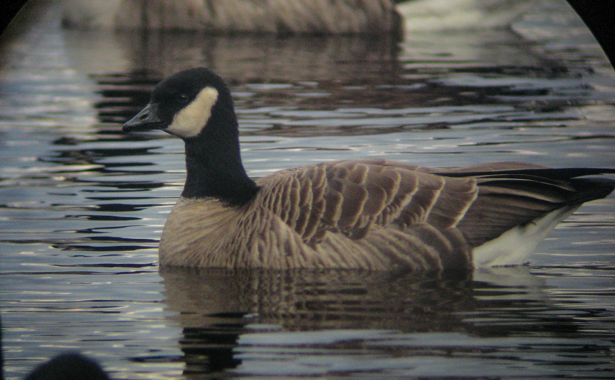 berneška malá (ssp. hutchinsii) - ML646397998