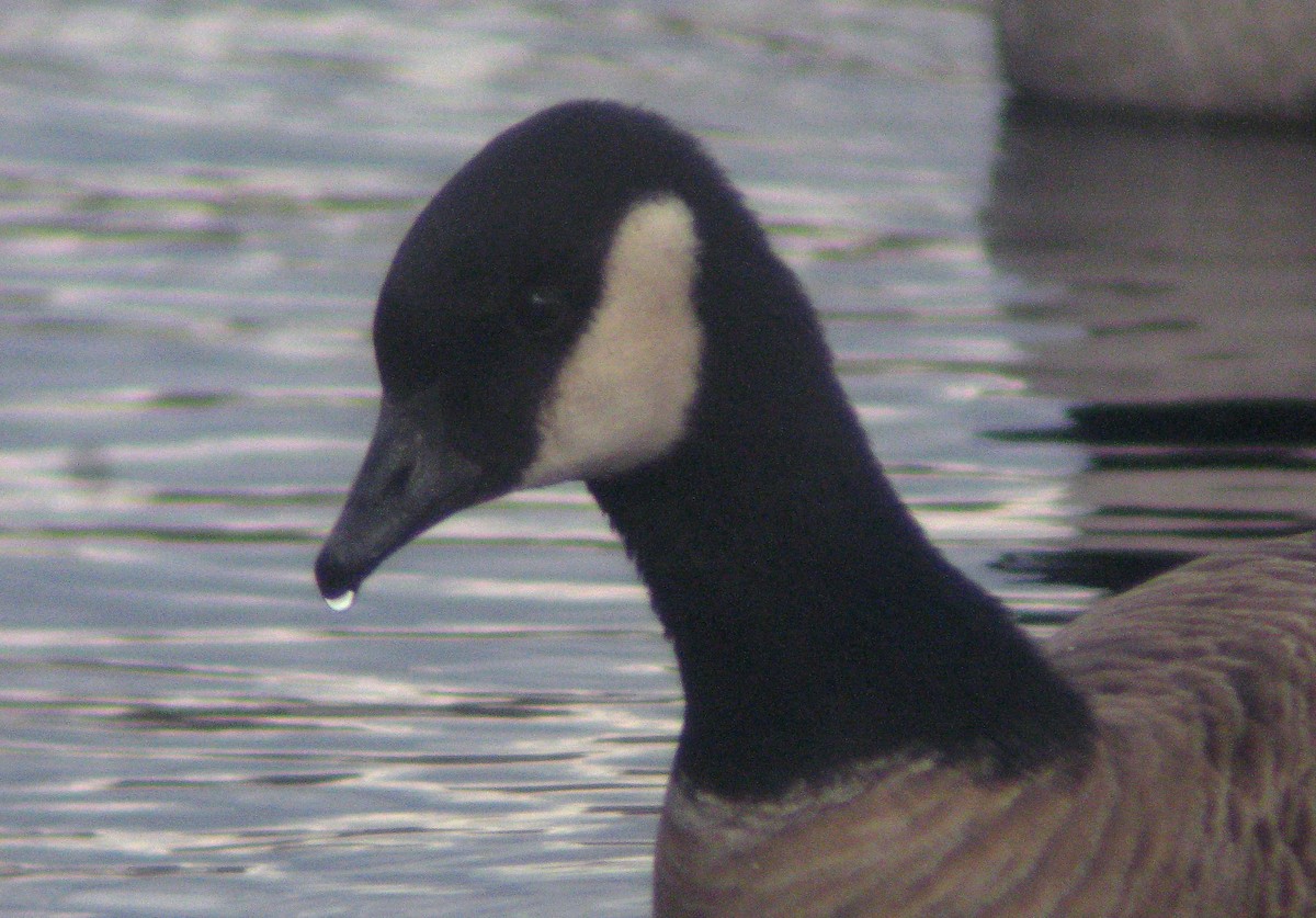 berneška malá (ssp. hutchinsii) - ML646398000