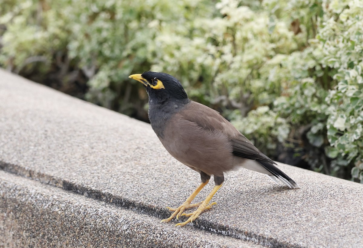 Common Myna - ML646398001