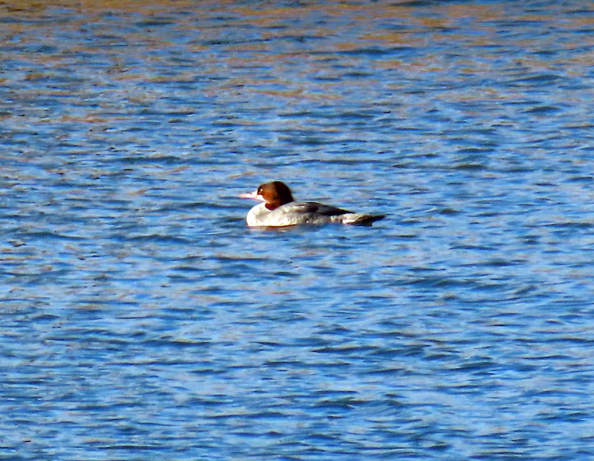 Common Merganser - ML646398003