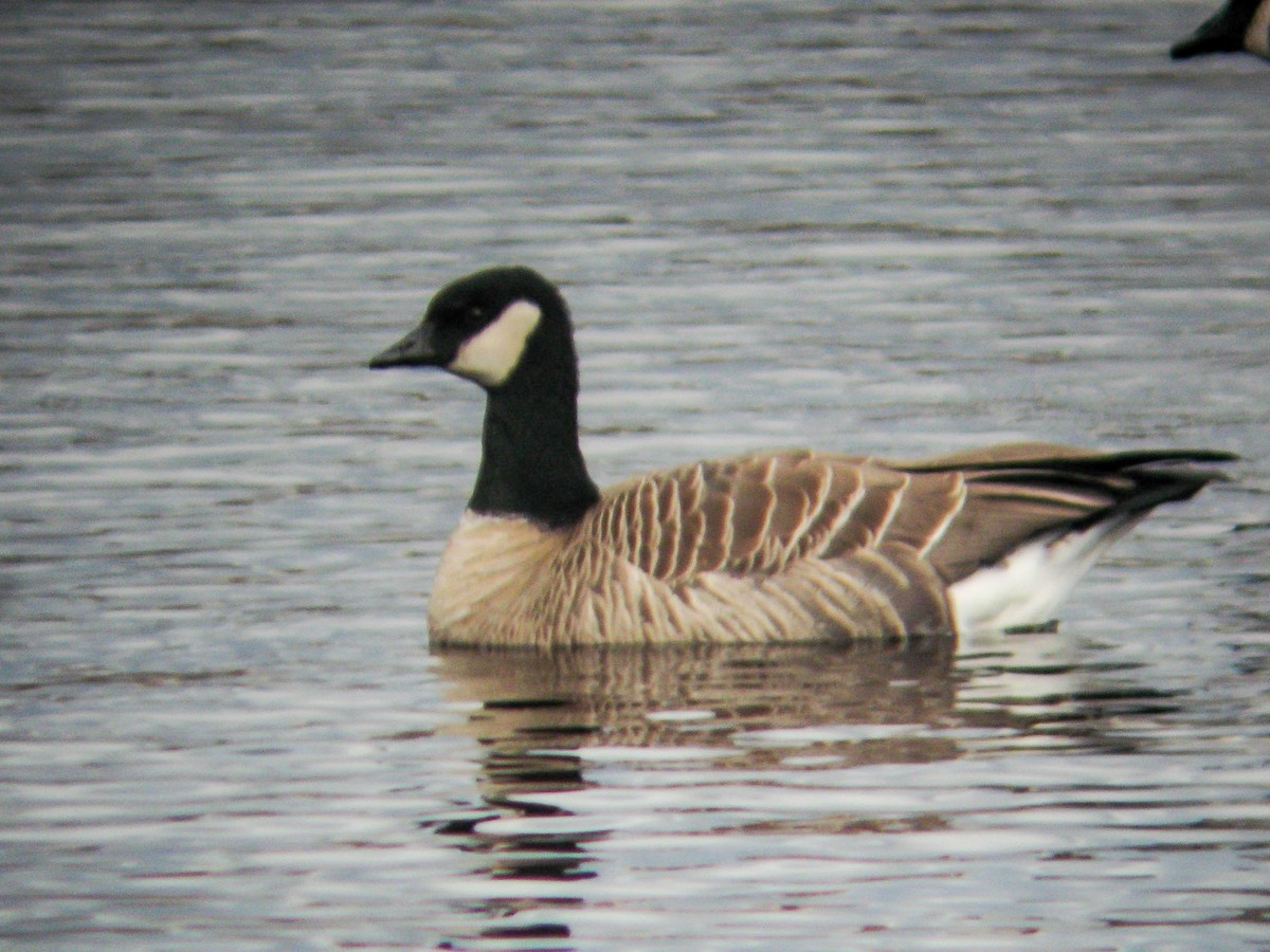berneška malá (ssp. hutchinsii) - ML646398004