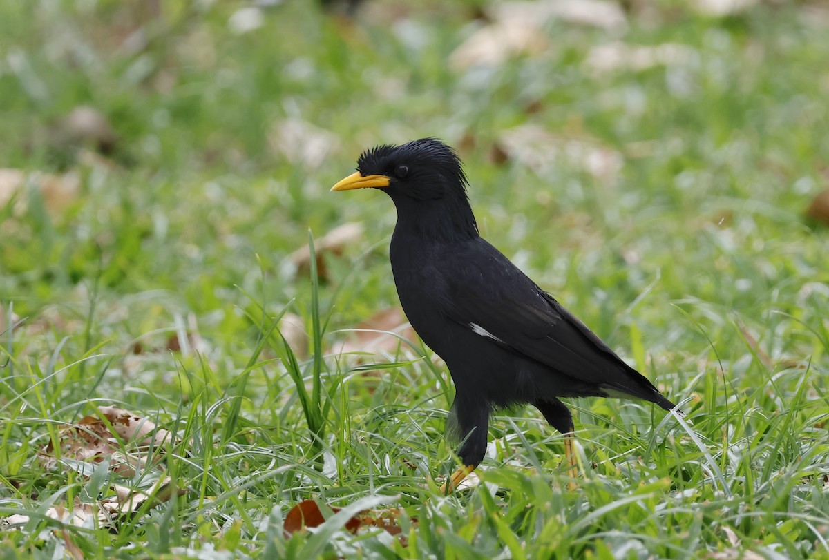 Great Myna - ML646398005