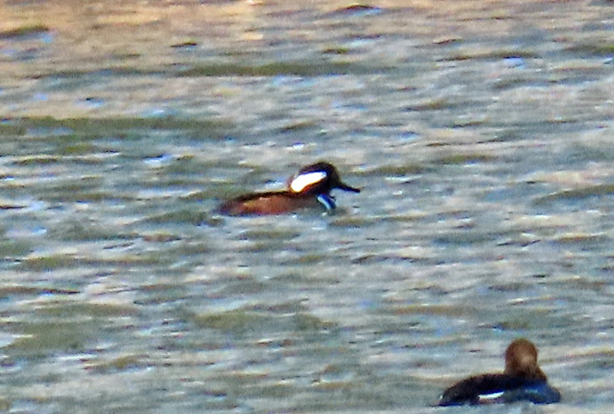 Hooded Merganser - ML646398006