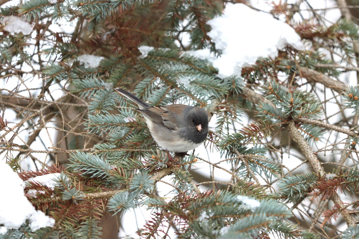 Dark-eyed Junco - ML646398009