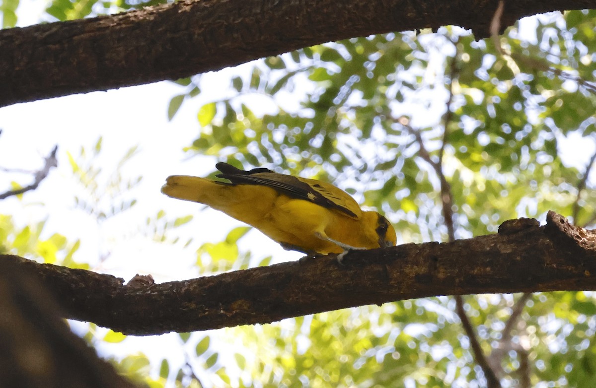 Black-naped Oriole - ML646398010