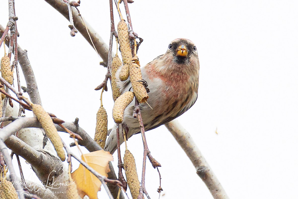 Redpoll (Lesser) - ML646398013