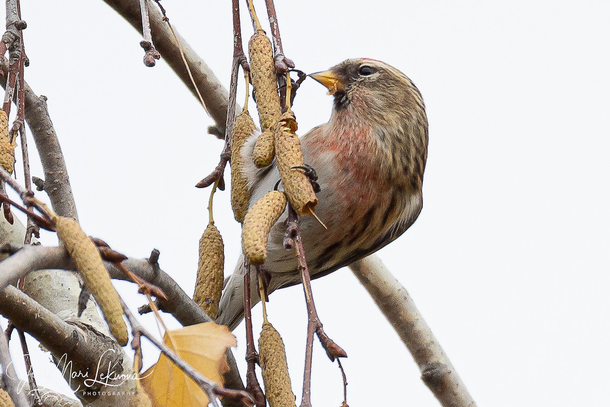 Redpoll (Lesser) - ML646398014
