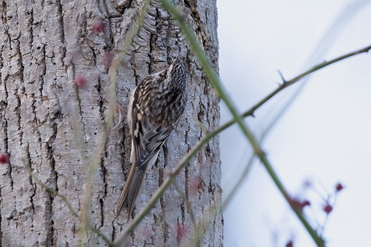 Brown Creeper - ML646398015