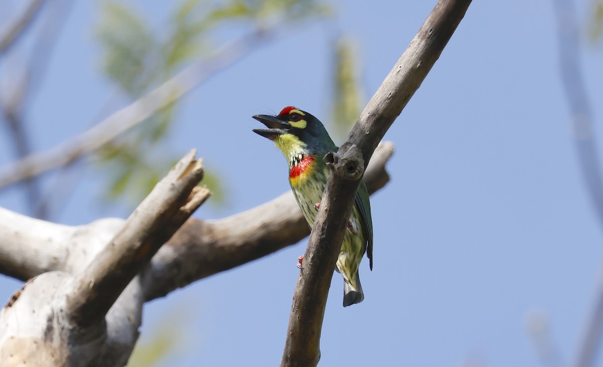 Coppersmith Barbet - ML646398021