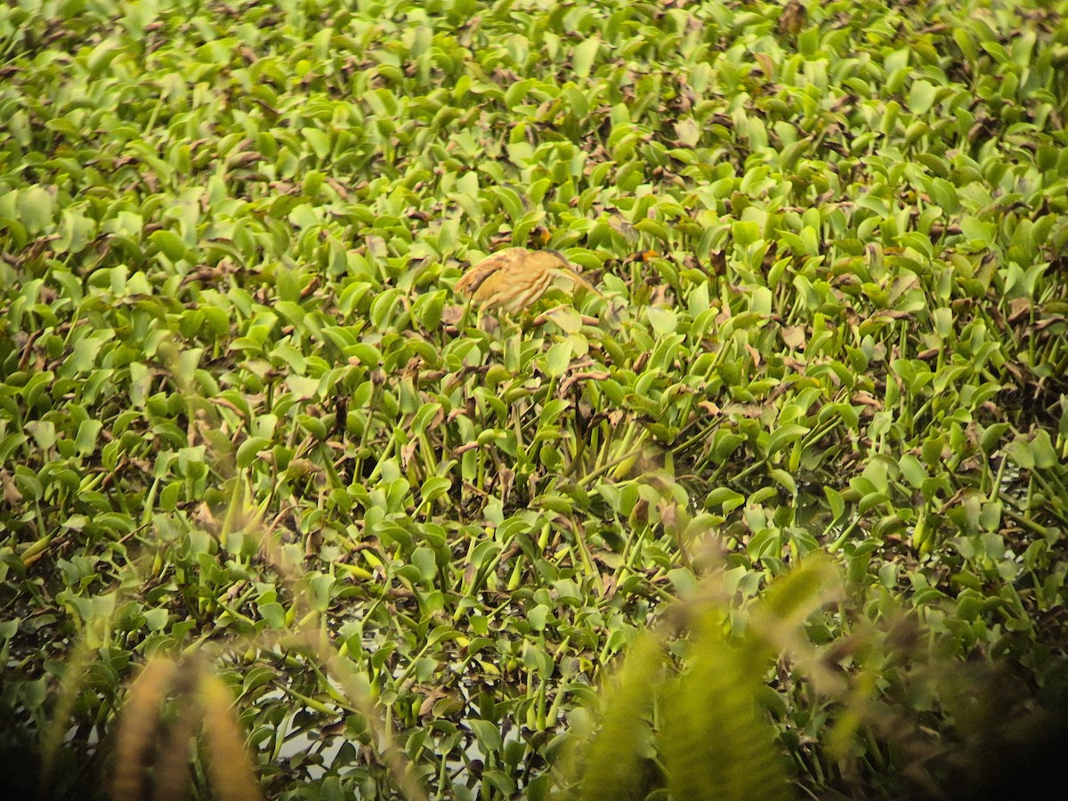 Yellow Bittern - ML646398025