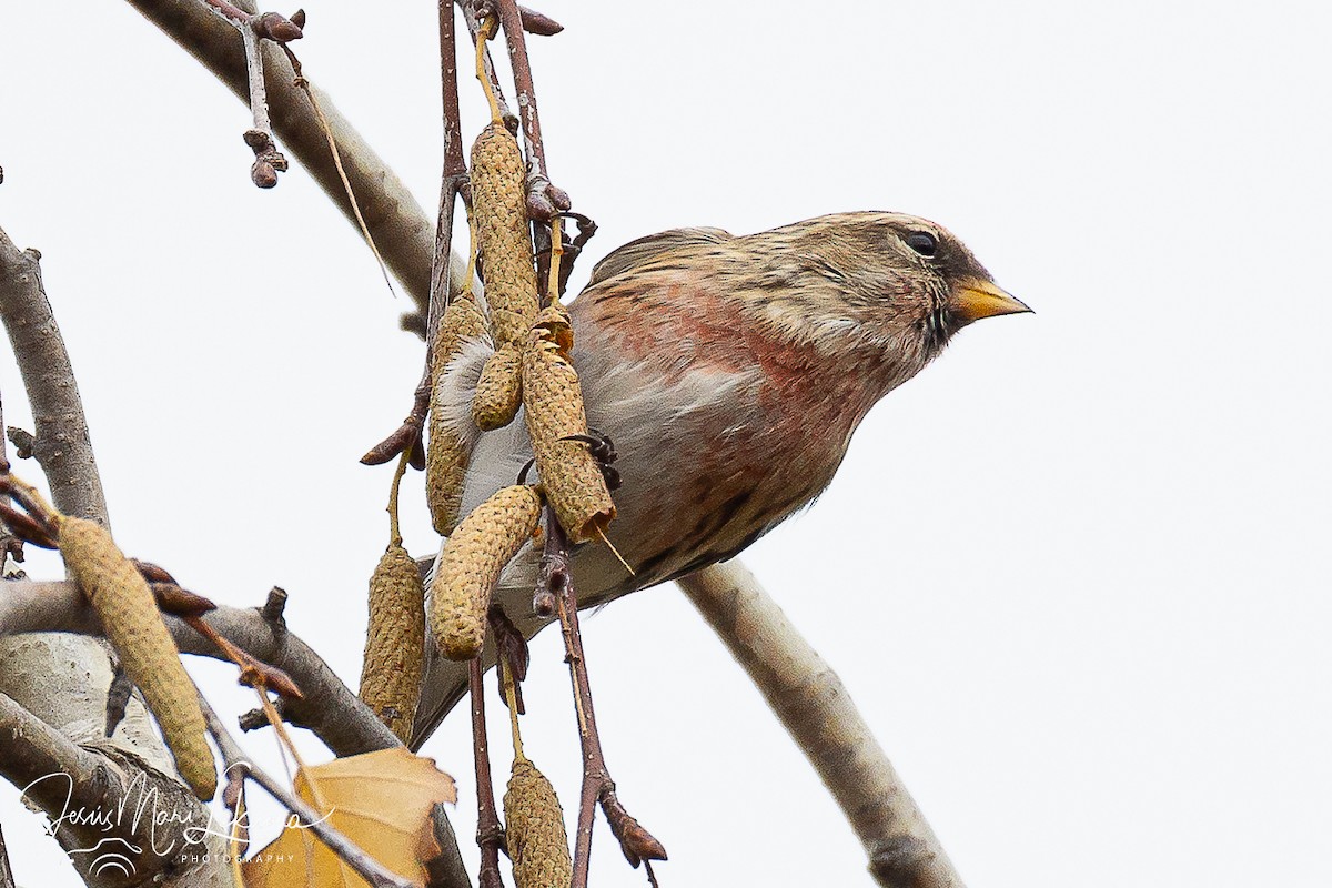 Redpoll (Lesser) - ML646398028