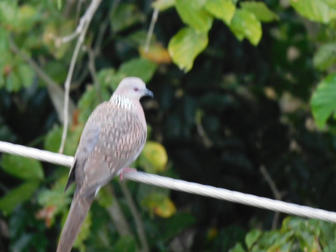 Spotted Dove - ML646398033