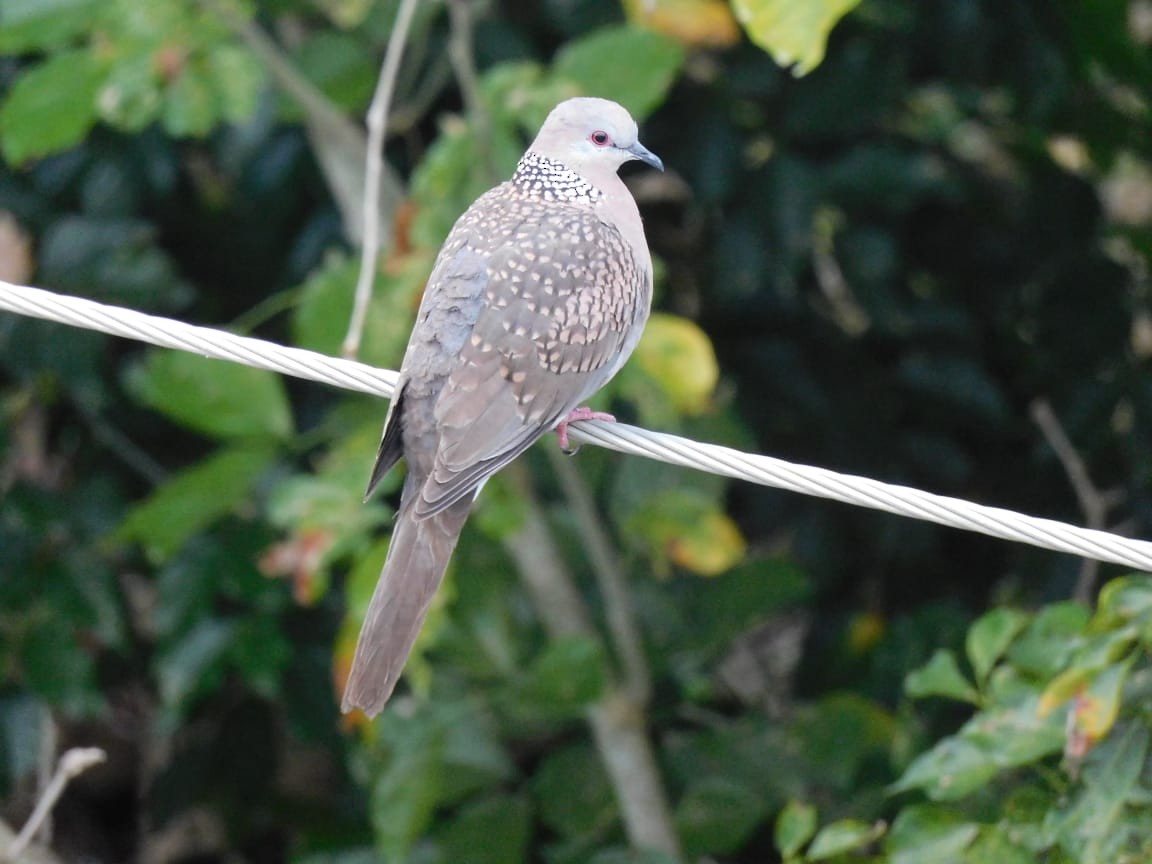 Spotted Dove - ML646398034