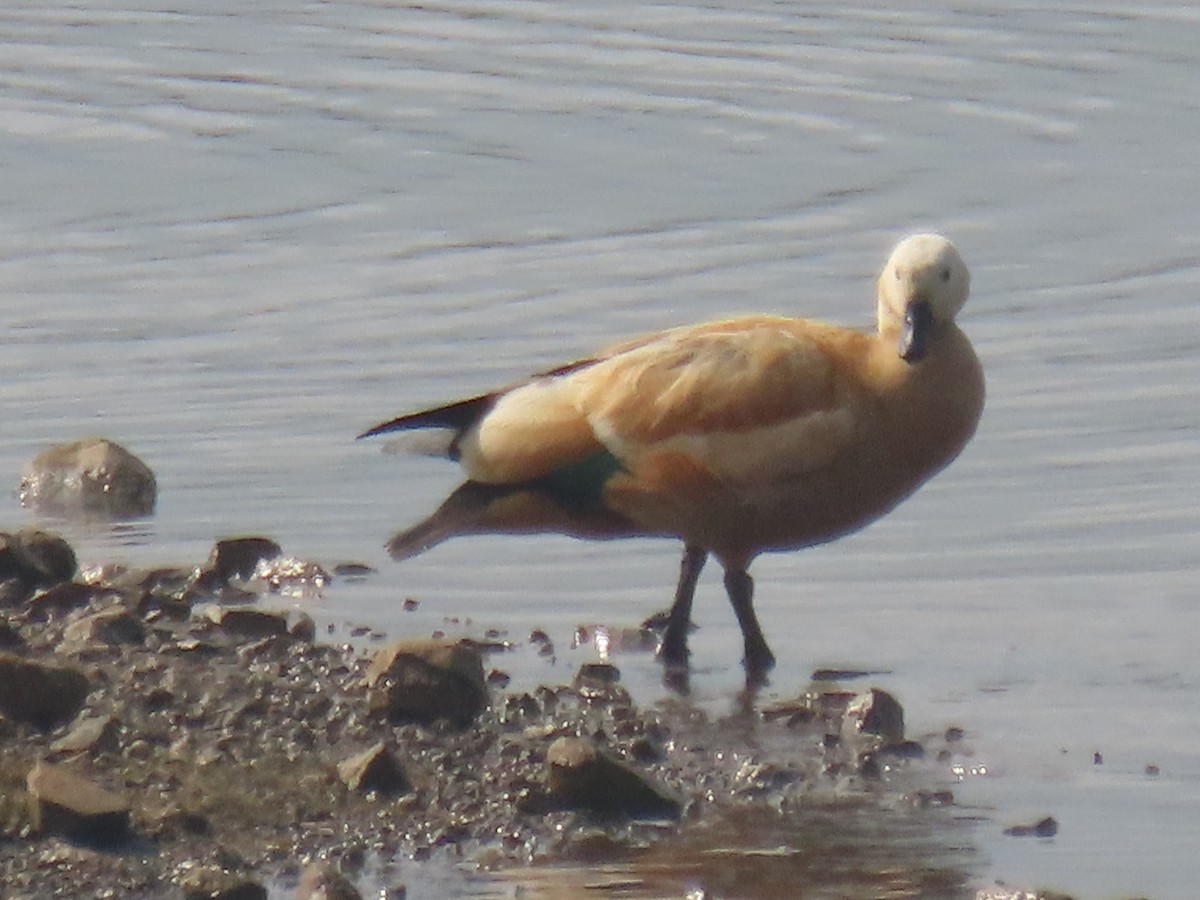 Ruddy Shelduck - ML646398037