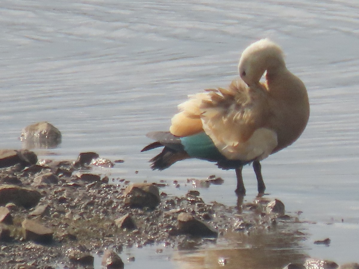 Ruddy Shelduck - ML646398039