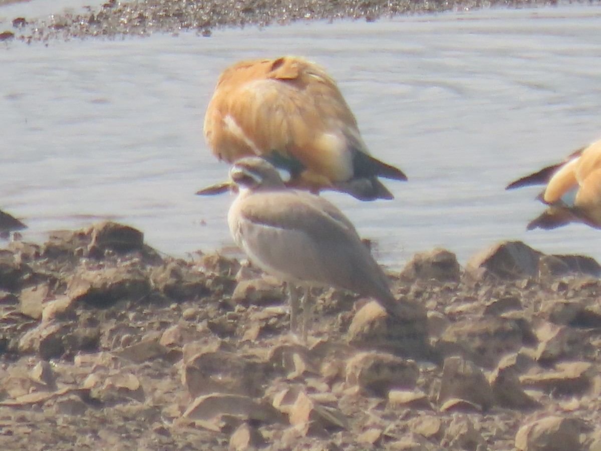 Ruddy Shelduck - ML646398040