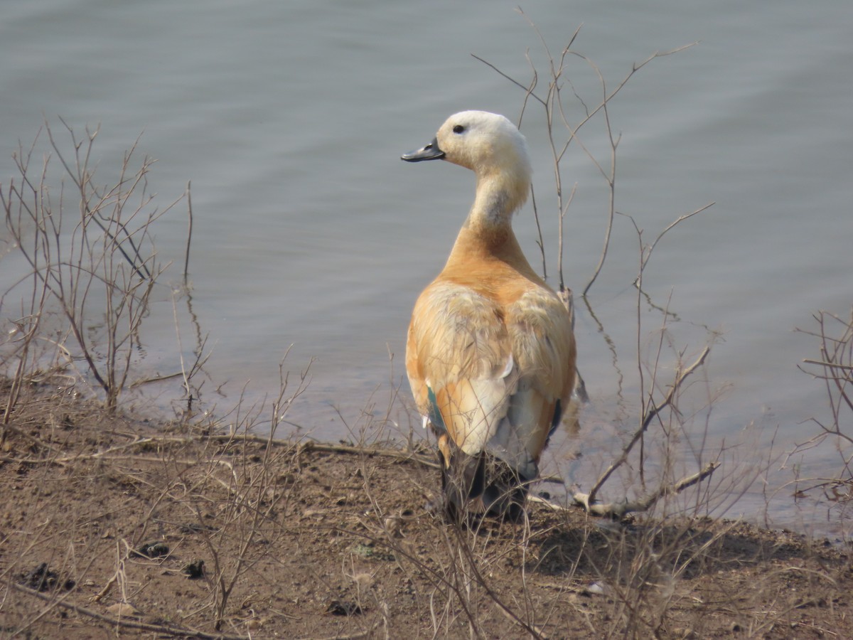 Ruddy Shelduck - ML646398041