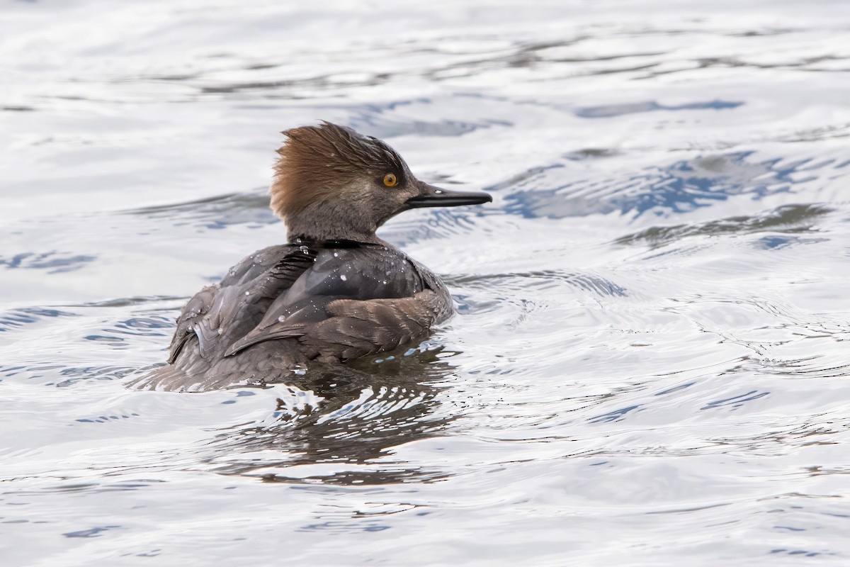 Hooded Merganser - ML646398052