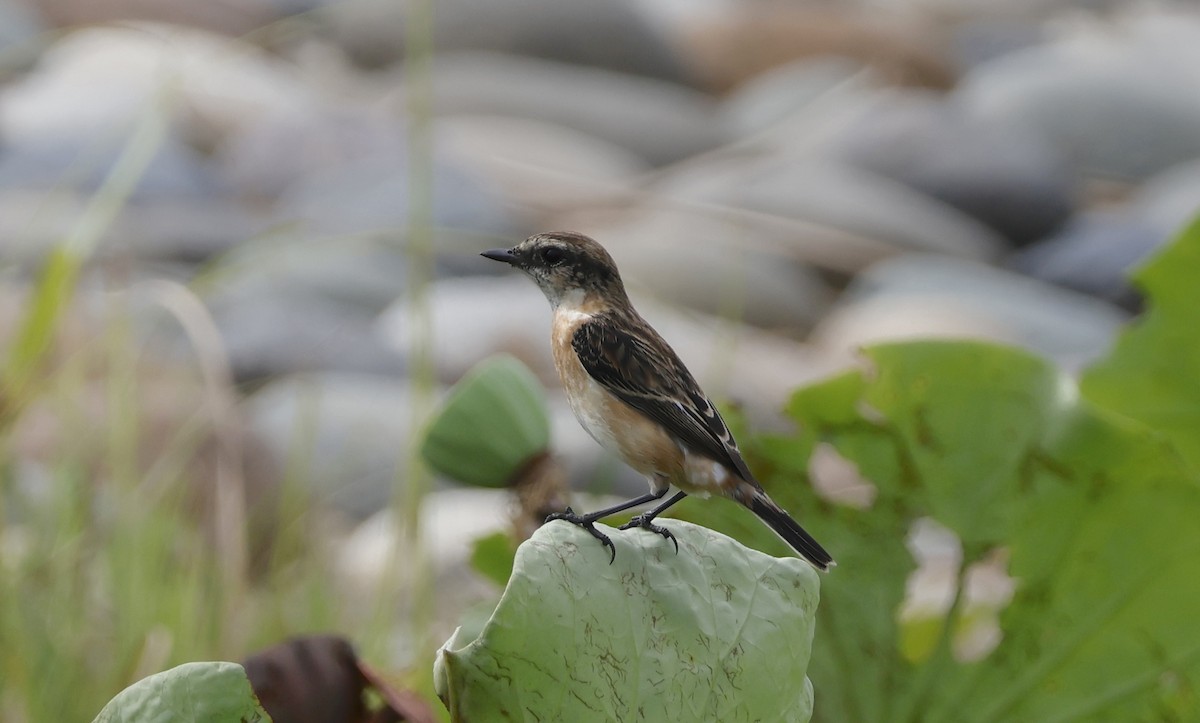 Amur Stonechat - ML646398054
