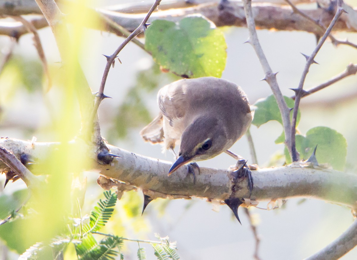 Clamorous Reed Warbler - ML646398056