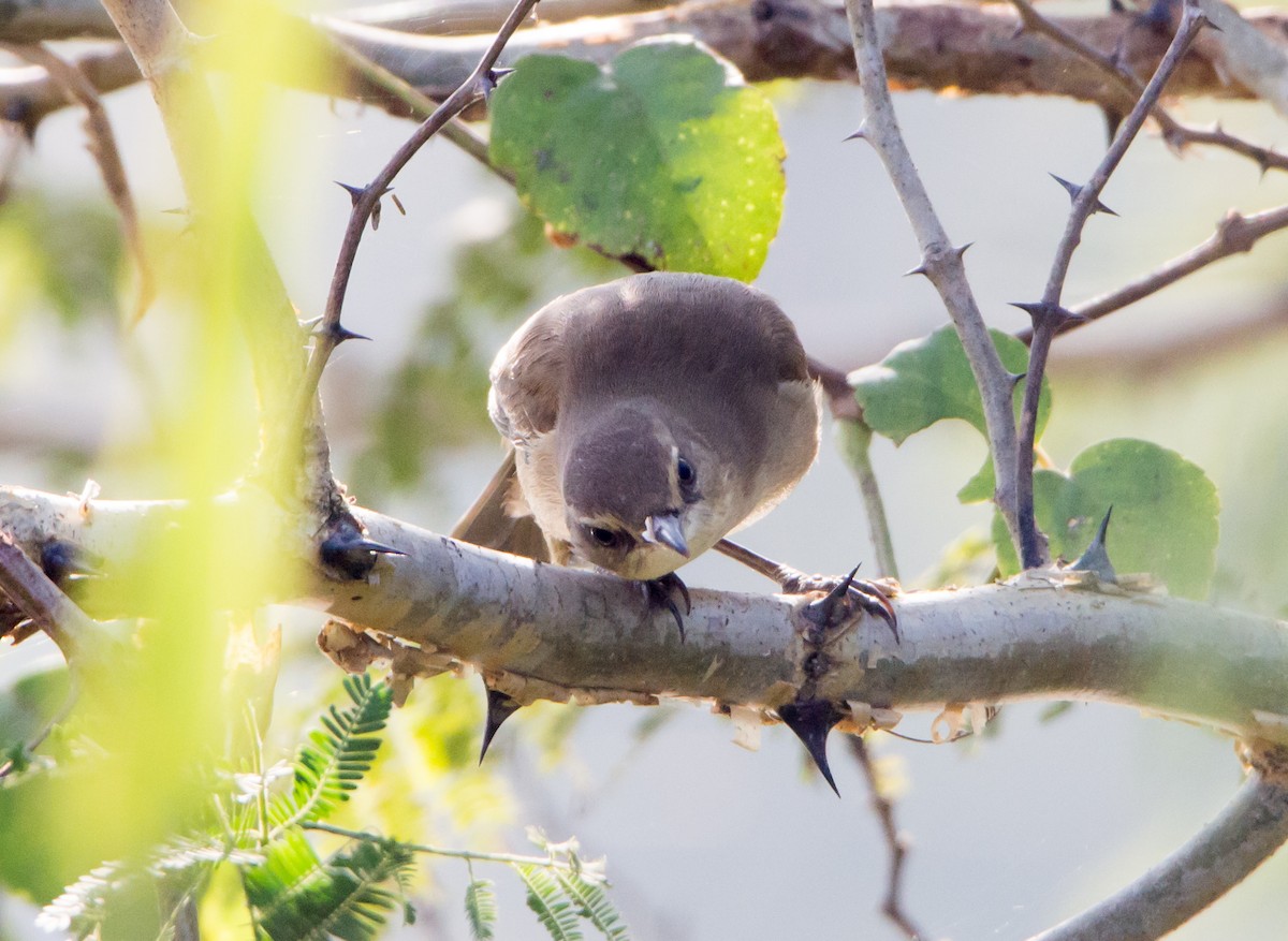 Clamorous Reed Warbler - ML646398057