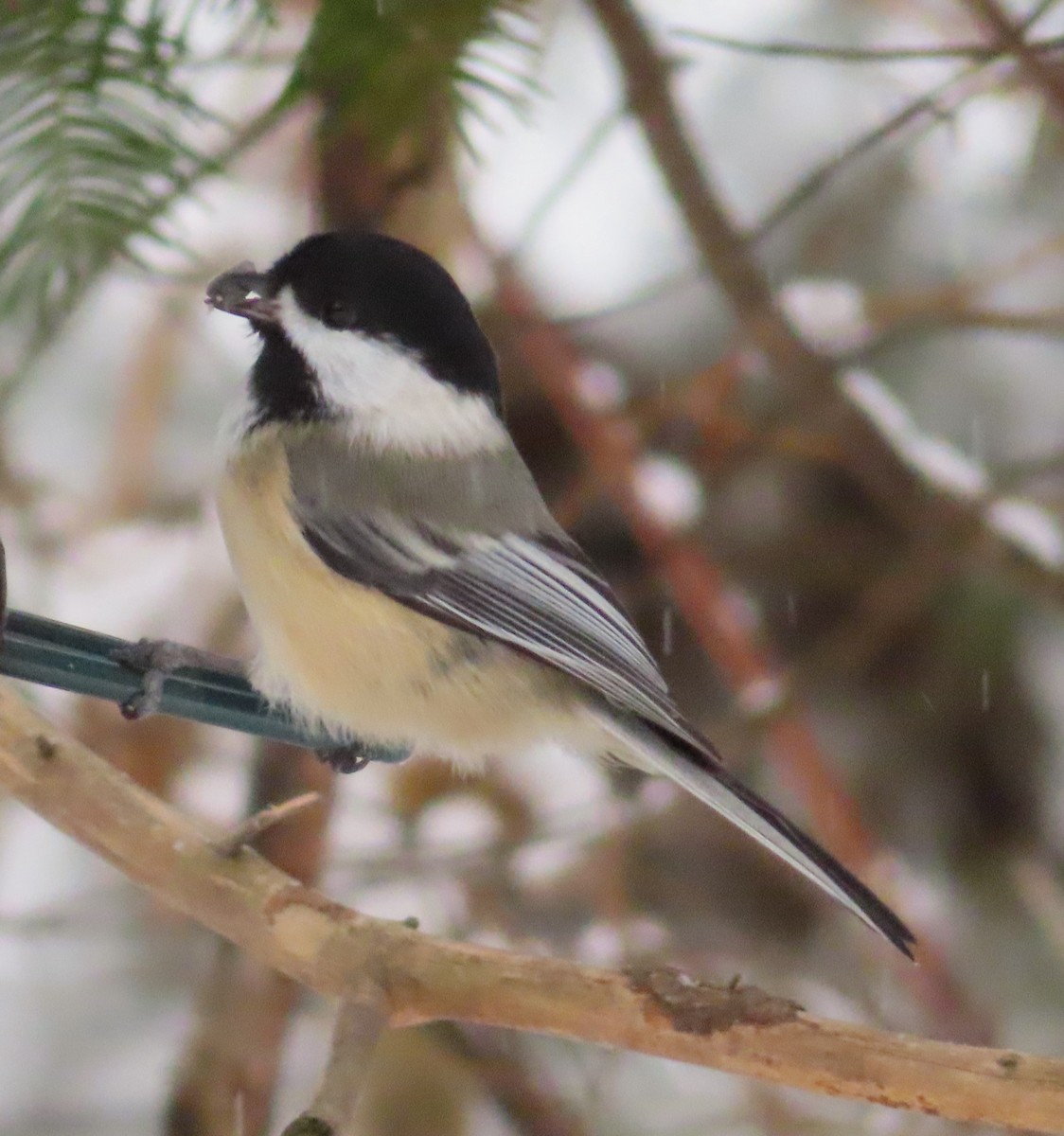 Black-capped Chickadee - ML646398068
