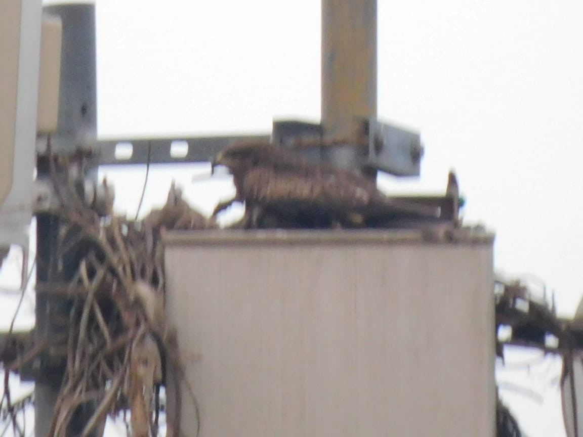 Black Kite - ML646398074