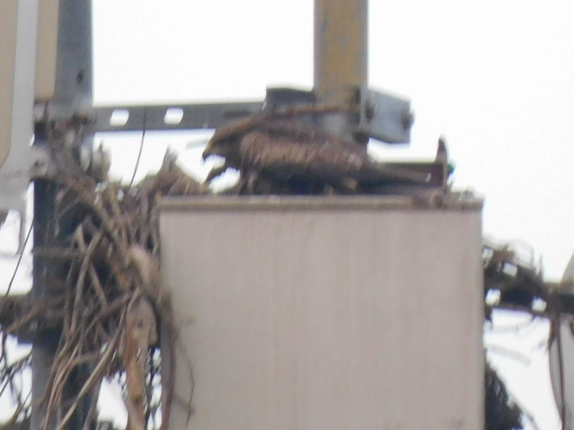 Black Kite - ML646398075