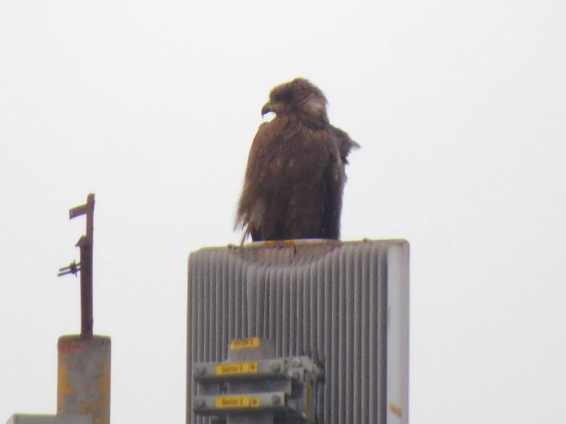 Black Kite - ML646398076