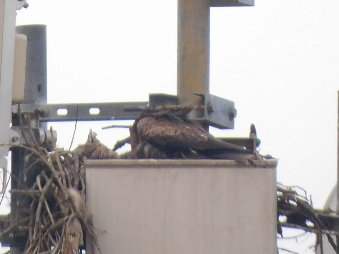 Black Kite - ML646398077