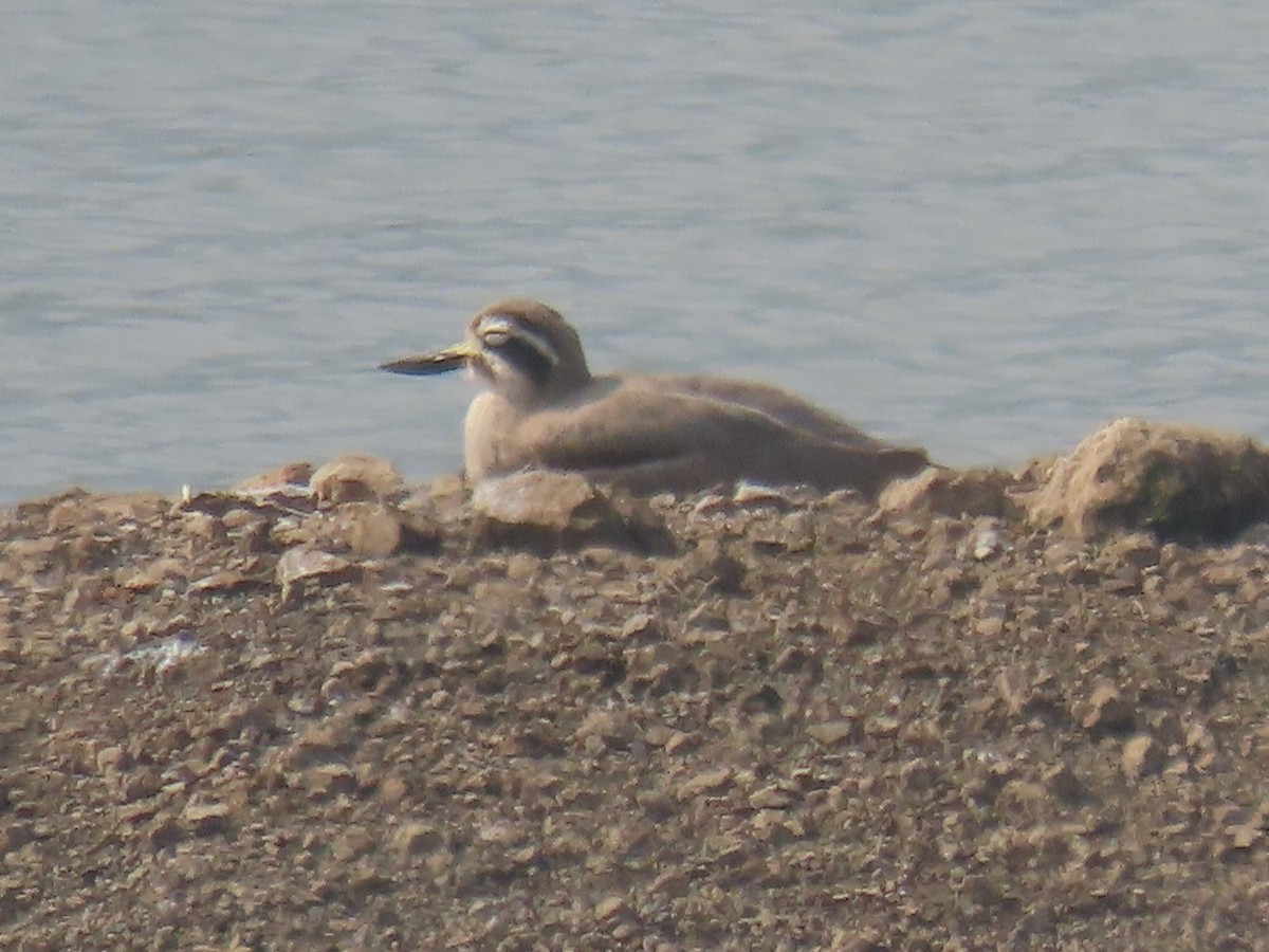 Great Thick-knee - ML646398085