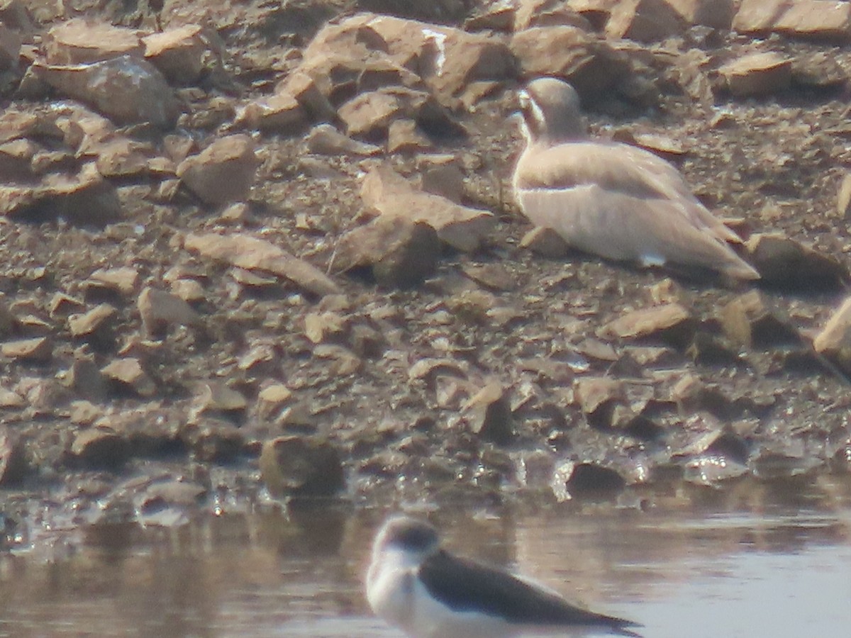 Great Thick-knee - ML646398087